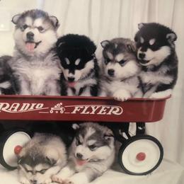Alaskan Malamute Puppies from Onak Alaskan Malamutes