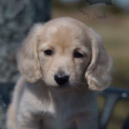 Dachshund Puppies from Dirt Road Doxies