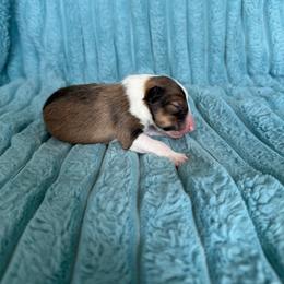 Bronco - Sable and white male Shetland Sheepdog puppy in Aberdeen, Idaho from Willow Creek Cresteds