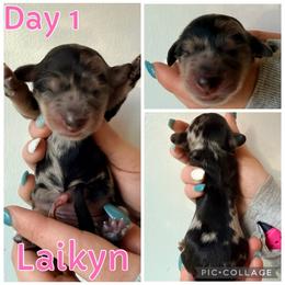 Laikyn - Dapple female Dachshund puppy in Michigan from M.H.P Dachshunds