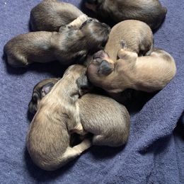Dachshund Puppies from Gooddach’s Dachshunds