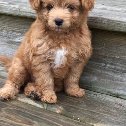 Goldendoodle Puppies from Delaryedoodles