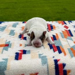 Red - Red speckled female Australian Cattle Dog puppy in Spokane, Washington from 4D Cattle Dogs