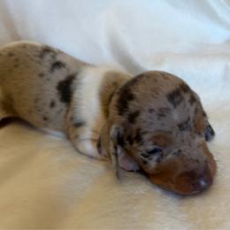 Dapple dapple pie - Chocolate and tan male Dachshund puppy in Valley Springs, California from Robin’s Dachshunds