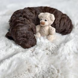 Dark Teal collar - Norbert - Brown male Cockapoo puppy in Mt Bethel, Pennsylvania from Stasia’s Cutiepoos