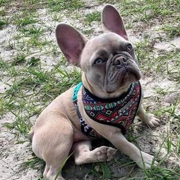 Lilo - French Bulldog