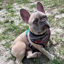 Lilo - French Bulldog