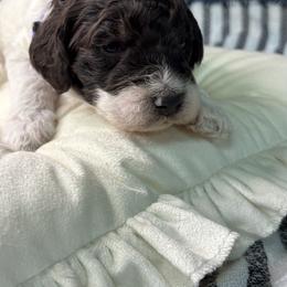 Purple - Blizzard - Parti female Goldendoodle puppy in Cleveland, Georgia from The O.G. Doodles