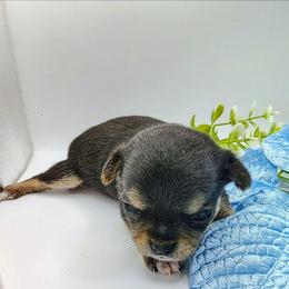 Baby Boy 3 - Black sabled fawn male Chihuahua puppy in Weatherford, Texas from Small and Mighty Chihuahuas