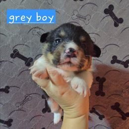 Grey boy - Black and tan male Pembroke Welsh Corgi puppy in Necedah, Wisconsin from The 6Ks Paws and Hobbies