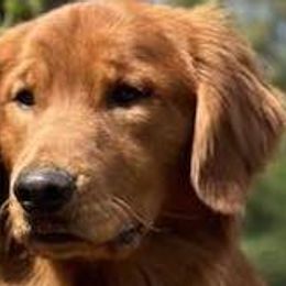 Wyatt - Golden Retriever