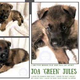 German Shepherd Puppies from Mountain Kraft K9 Kennel