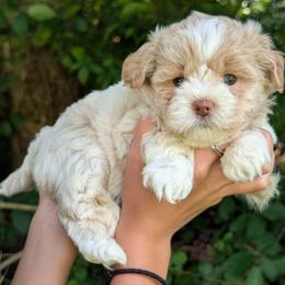 Sandy - Gold and white female Shihpoo puppy in Coshocton, Ohio from Forever Family Puppies