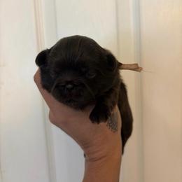 Coco - Chocolate female Shih Tzu puppy in Manahawkin, New Jersey from Lilly’s Seashore Shih Tzus
