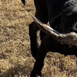 Labrador Retrievers from J&G Consulting
