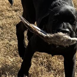 Labrador Retrievers from J&G Consulting