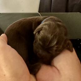 Blue collar - Chocolate male Labrador Retriever puppy in Ocala, Florida from SoFlo Labradors