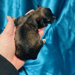 Girl 2 - Red sable female Havanese puppy in Running Springs, California from Shadycove K9