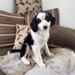 Agnes - Tri-color female Bernedoodle puppy in Forsyth, Illinois from Birdies Mini Bernedoodles