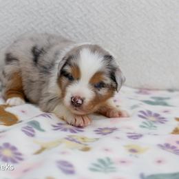 Sparkle - Blue merle female Australian Shepherd puppy in Lakewood, California from Cloud Nine Kennel