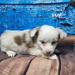 RMF1 - Red merle Toy Australian Shepherd puppy in Bend, Oregon from Badlands Toy and Mini Aussies