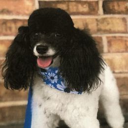 Poodles from Moffitt Moyens