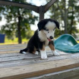Ruth - Black tri female Miniature Australian Shepherd puppy in Doddridge, Arkansas from Huddleston Farm