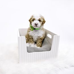 Light Green Collar Girl - Yellow and white female Bernedoodle puppy in Hebron, Indiana from Duneland Doodles