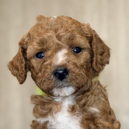 Cavapoos, Goldendoodles, Maltipoos, and Poodles from The Golden Rule Doodles