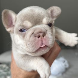 Boy 2 - male French Bulldog puppy in Fortson, Georgia from Diplomat Frenchies