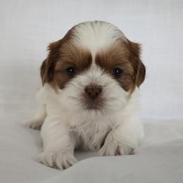 Honey - Gold and white female Shih Tzu puppy in Providence, Rhode Island from All4Paws