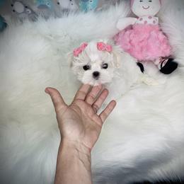 Maltese and Yorkshire Terrier Puppies from tatortot pup