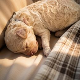 Stewart - Cream male Cockapoo puppy in Anderson, South Carolina from Cackalacky Companions