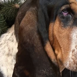 Basset Hounds and Golden Retrievers from Storm Chasers Retrievers