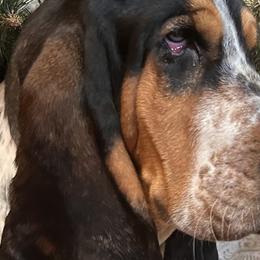 Basset Hounds and Golden Retrievers from Storm Chasers Retrievers