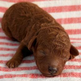 Poodle puppies from Rouge Poodles