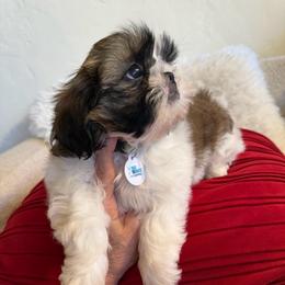 Remington -AKC Champion Bloodline - Black gold and white male Shih Tzu puppy in Long Beach, California from Prieto Shih-Tzu's