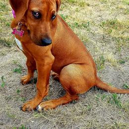 Rhodesian Ridgeback Puppies from Heritage Rhodesian Ridgebacks