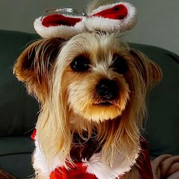 Yorkshire Terriers from Sandy's Yorkies