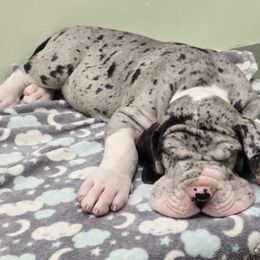Great Dane Puppies from Bluestone Valley Great Danes