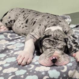 Great Dane Puppies from Bluestone Valley Great Danes