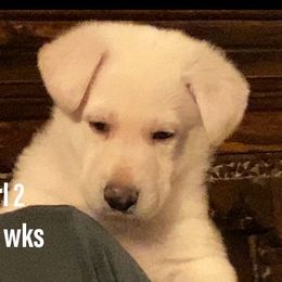 Girl 2 - White German Shepherd puppy in Camarillo, California from Robert's White German Shepherds