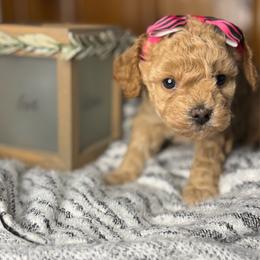 Cherry - female Cavapoochon puppy in Waldron, Arkansas from Kay’s Cutie Poos