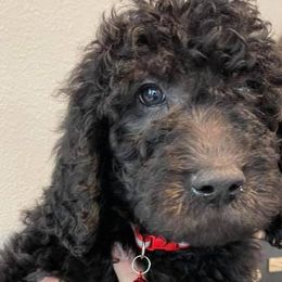 Aussiedoodles and Goldendoodles from IdaHome Doodles