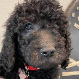 Aussiedoodles and Goldendoodles from IdaHome Doodles