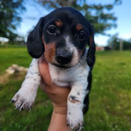 Polly - Piebald female Dachshund puppy in Cedarcreek, Missouri from Cedarcreek Dachshunds