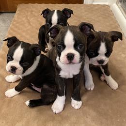 Boston Terrier Puppies from Boston Kup Breeders
