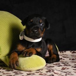 General - Black and rust male Doberman Pinscher puppy in Overton, Texas from Obsidian Kennel