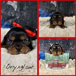 Onyxglow - Black and tan male Cavalier King Charles Spaniel puppy in De Pere, Wisconsin from Rose Garden Kennels
