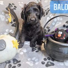 Double Doodle and Labradoodle Puppies from Superdoodles of San Antonio